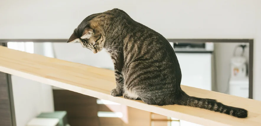 ペットと暮らすのイメージ画像