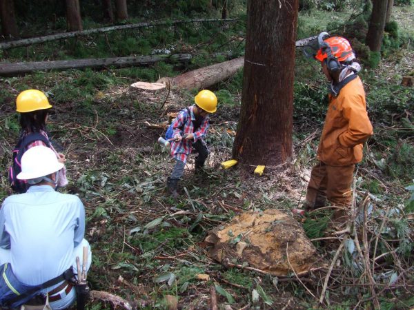 伐採体験